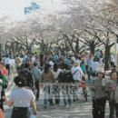 '여의도 벚꽃축제' 4월 5일(수) ~ 4월 20일(목) 이미지
