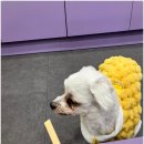 휘게 펫케어 이미지