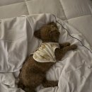 댕신나게 이미지