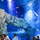 다누리센터 아쿠아리움 이미지