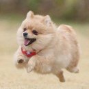 웃는강아지 이미지