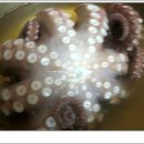 소라랑문어랑 이미지