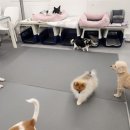 에덴 애견 유치원 호텔 이미지