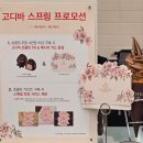 싱글베이커리 | 대전 신세계 고디바 베이커리 웨이팅 후기 100주년 기념이라니