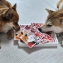 메리도프 | 강아지 화식 간편하게 즐기는 든든한 한 끼 메리도프 반려견 자연식