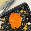[인천/맛집] 쭈꾸미불패 배달 이용 후기