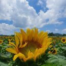 6월29일encore 출사 SNS핫플 나문재, 모월숲 수국 &amp; 부의상징 하솔마을 해바라기 이미지