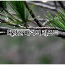 소노벨, 소노문 델피노 | 소노문델피노 - 소노캄 델피노, 소노벨 델피노, 소노문 델피노 설악