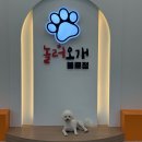 대구 애견 유치원 대구 강아지 유치원 찾는다면
