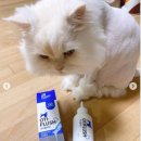 페테리안동물병원 | 너만없는고양이 페테리안펫헬스케어 오티플러쉬이어케어 체험후기