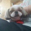 행복하개 애견샵 이미지