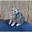 도그마루 강아지고양이 인천논현점 이미지