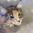 동물병원 더 메이 이미지