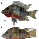 파이어마우스 시클리드(Thorichthys meeki)의 saddleback syndrome 이미지
