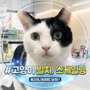 8살 고양이 스케일링과 발치 치료 후기, 안산 해양동 치과 동물병원