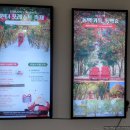 동백목장 | 제주도 중문 동백꽃 명소 에코랜드 겨울 축제 개화상태 후기