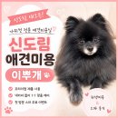 이뿌개 | 신도림 애견미용 이뿌개, 고미 위생미용과 첫 방문 스파 후기