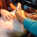 스텔라이 이미지