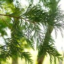 축령산 산소길(2구간) 이미지