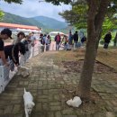 진도개테마파크 이미지