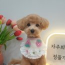 그리다 펫살롱 이미지