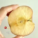 아침농원 | 아침 사과 추천 🍎🫧 아침 식단 정담아 농원 햇사과 부사 사과 구매후기 + 구매 링크 + 사과 보관방법