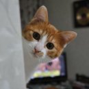 빼꼼 이미지