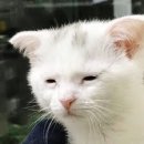 돈까스나라 이미지