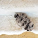 천사 애견 이미지