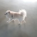 안산펫택시 이미지
