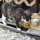 포시즌밸리계곡애견펜션 이미지