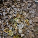 미니한식당 | 베를린 유학 생활 l 두번째 미니잡 구한 후기 (역시 아직 한식당이 제일 쉬워..)