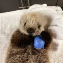 퐁신퐁신 이미지