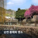 11500-7-67-03 | 순천 옥리단길 홍매화 명소 사운즈옥천 탐매마을 전라남도 가볼만한곳