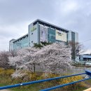 화순농협하나로마트 공중화장실 | 당진 벚꽃길 야경 4월 10일 기준 개나리 벚꽃만개 저녁 산책 풍경