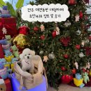 덕진-48 | 전주 덕진구 애견동반 카페 추탄1438 정보 및 방문 후기