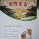솔잎 증류 농축액100⁒ 적송 천비솔