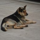 강아지 켄넬 이미지