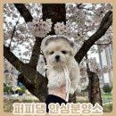 서원켄넬 | 부산강아지무료분양 홈 딜리버리 이용
