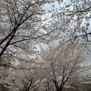 광운대학교주변-4 | [벚꽃 명소] 북서울 꿈의숲 4월 4일 기준 벚꽃 만개 후기/주차/ 우이천벚꽃길/월계도서관/광운대학교