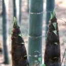 담양시장 이미지