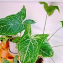 카엔조이 이미지