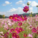 코스모스 이미지