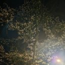 호암지 | 충주 호암지 벚꽃 2026년 4월 5일 개화현황｜야간 벚꽃 산책 데이트 코스 추천 (실시간 후기)