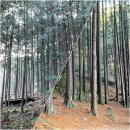 네 마리 뱀이 꿈틀거리는 듯한, 그림 같은 붓글씨-창암(蒼巖) 이삼만(李三晩) 이미지