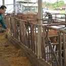 부부축사 이미지