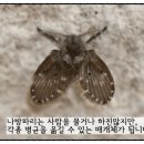파리 이미지