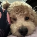 멍쌤 펫 살롱 이미지