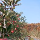 사과숲