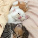 꿈나라 이미지